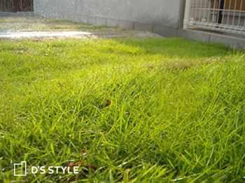 緑のじゅうたん