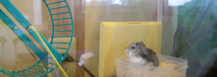 緑の柱で作ったケージで元気に暮らすハムスター