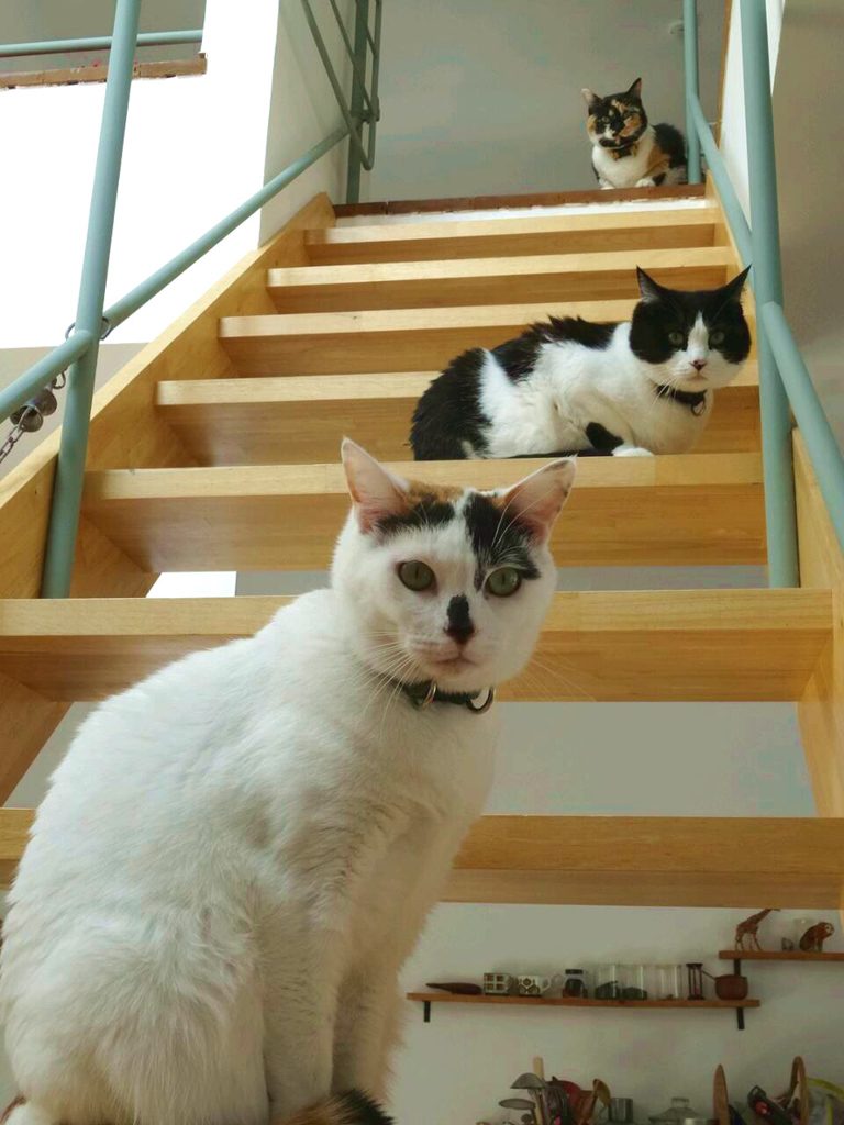愛猫(2)