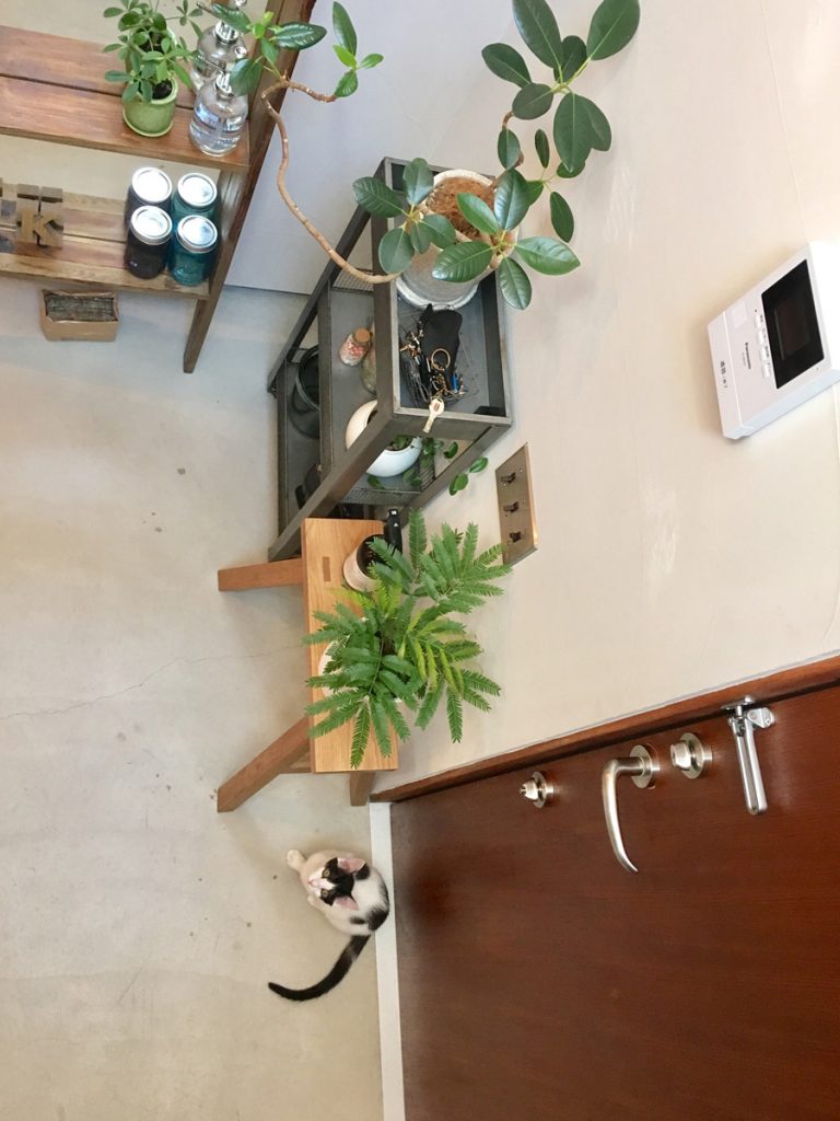 いえとねこ