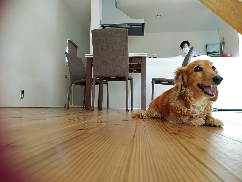 シンプル×愛犬