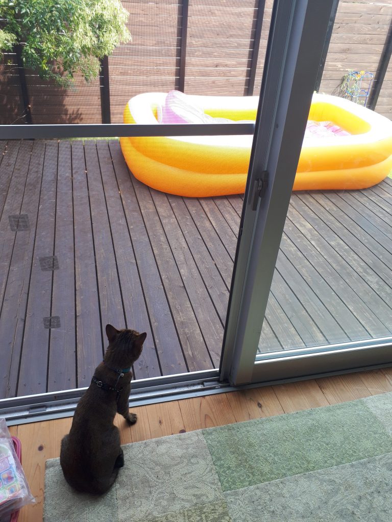 ぼくもプール入りたいにゃ～