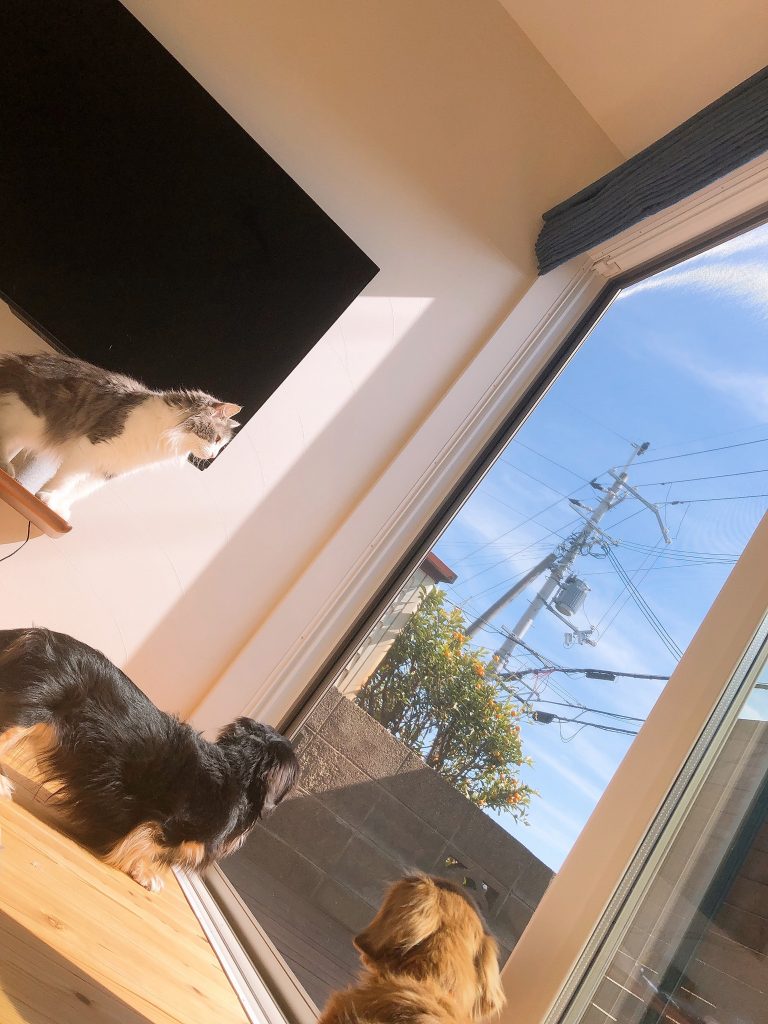 大きな窓から