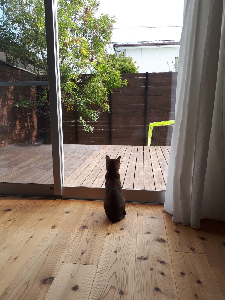 いい天気だにゃ～