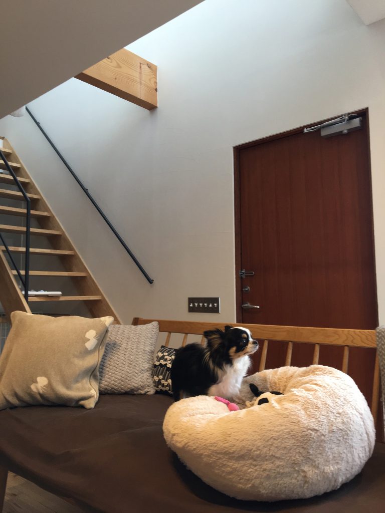 インドア派ワンコ