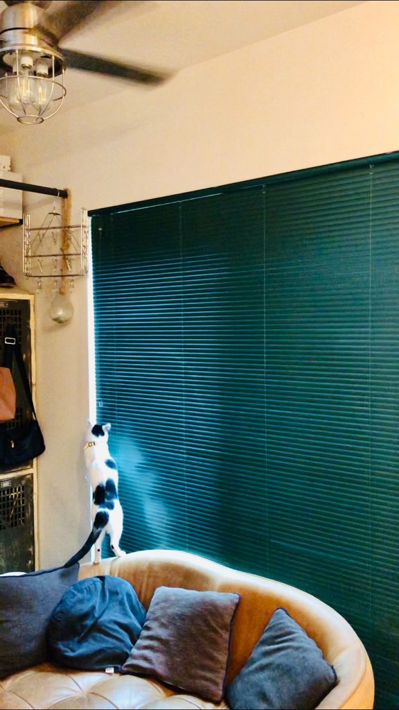 夏のお猫