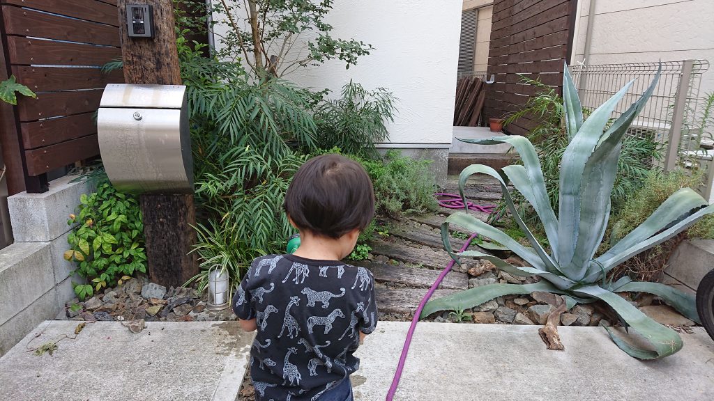 日課の水やり
