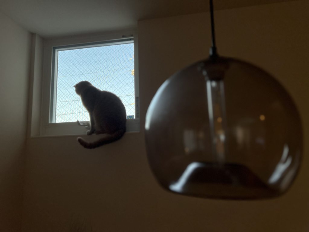猫の癒しどころ