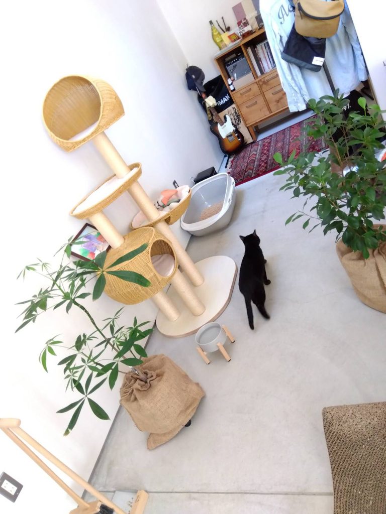 黒猫土間を行く