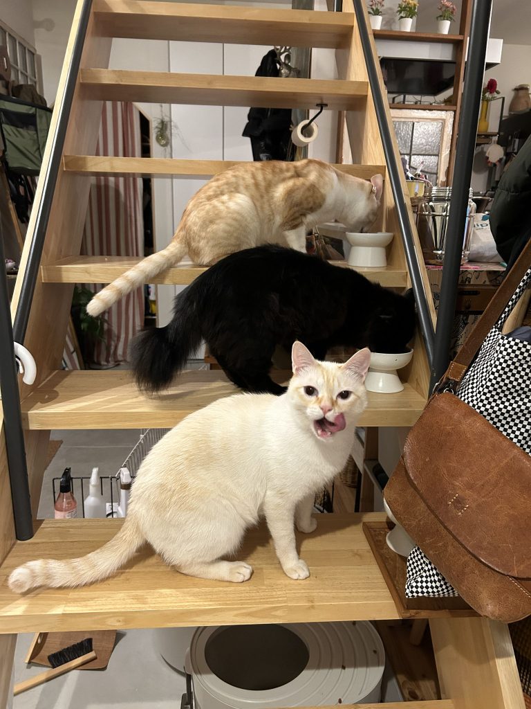 ねこたちのごはん