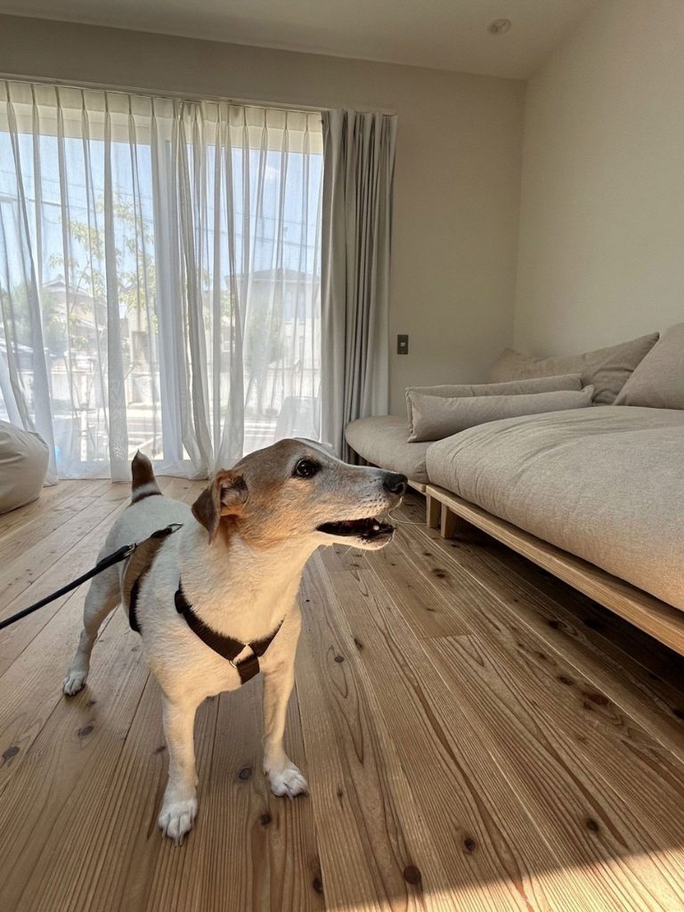 犬との暮らし