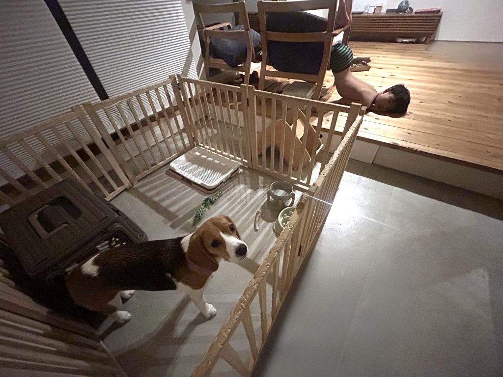 ドマにわんこのおうち