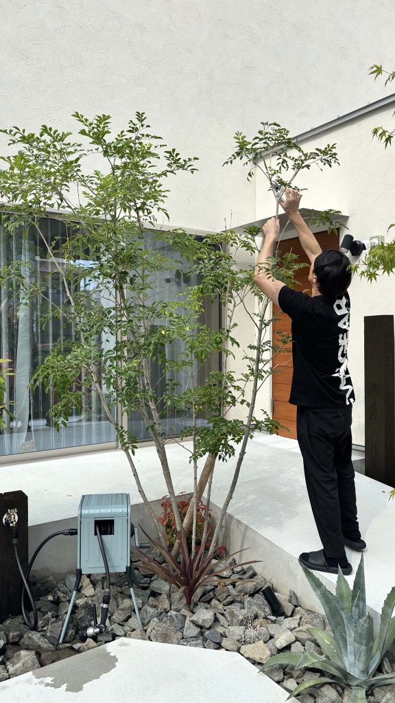 わが家のシンボルツリー